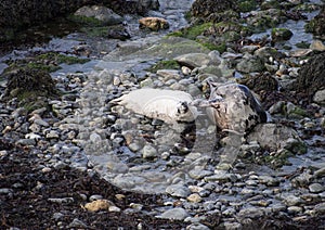 Atlantic grey  seal  and  pup  Pembrokshire coastal path