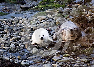 Atlantic grey  seal  and  pup  Pembrokshire coastal path