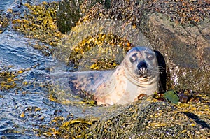 Atlantic  grey  seal  pup sheltering the  storm