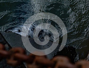 Atlantic grey seal in water