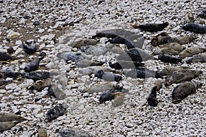 Atlantic Grey Seals (Halichoerus grypus) at Flamborough Head, East Riding of Yorkshire, UK