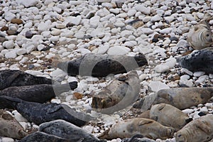 Atlantic Grey Seals (Halichoerus grypus) at Flamborough Head, East Riding of Yorkshire, UK