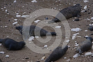 Atlantic Grey Seals (Halichoerus grypus) at Flamborough Head, East Riding of Yorkshire, UK