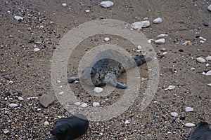 Atlantic Grey Seals (Halichoerus grypus) at Flamborough Head, East Riding of Yorkshire, UK