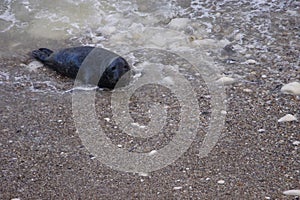 Atlantic Grey Seals (Halichoerus grypus) at Flamborough Head, East Riding of Yorkshire, UK