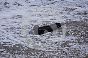 Atlantic Grey Seals (Halichoerus grypus) at Flamborough Head, East Riding of Yorkshire, UK