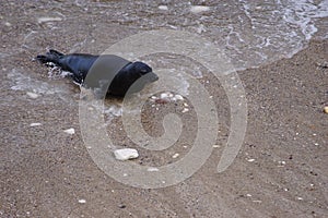 Atlantic Grey Seals (Halichoerus grypus) at Flamborough Head, East Riding of Yorkshire, UK