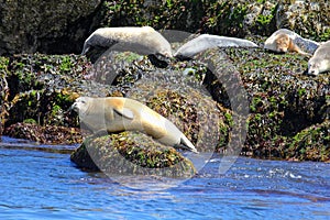 Atlantic Harbor Seals on Maine Coast Island