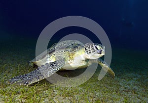 Atlantic Hawksbill Turtle - Eretmochelys imbricata