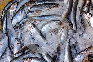 Atlantic Herring Fish in ice