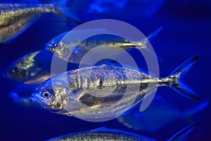 Atlantic horse mackerel Trachurus trachurus