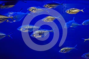 Atlantic horse mackerel (Trachurus trachurus)