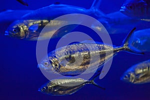 Atlantic horse mackerel (Trachurus trachurus)