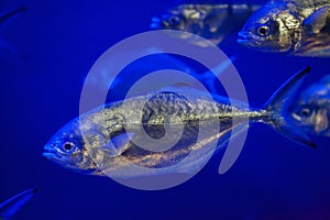 Atlantic horse mackerel (Trachurus trachurus)