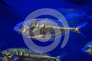Atlantic horse mackerel (Trachurus trachurus)