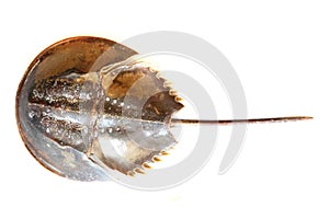 Atlantic horseshoe crab