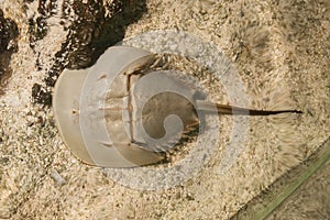 Atlantic horseshoe crab