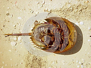 Atlantic horseshoe crab limulus polyphemus