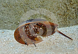 Atlantic Horseshoe Crab, limulus polyphemus