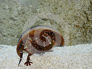 Atlantic Horseshoe Crab, limulus polyphemus