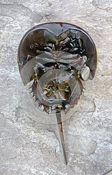 The Atlantic horseshoe crab, Limulus polyphemus, is a marine che