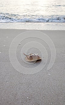 Atlantic Horseshoe crab Limulus polyphemus walks along the white photo