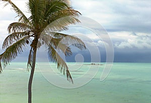 Atlantic Island and Palm Tree in Approaching Storm photo