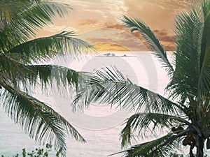 Atlantic Island and Palm Trees at Sunset photo