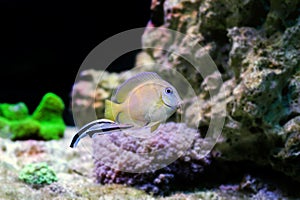 Atlantic juvenile yellow (blue) tang cleaned by doctor wrasse fishes in marine aquarium tank