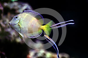 Atlantic juvenile yellow (blue) tang cleaned by doctor wrasse fishes in marine aquarium tank