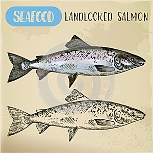 Atlantic or landlocked salmon sketch. Ouananiche photo