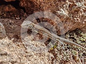 Atlántico lagarto2 829 sobre el isla de canario islas. 