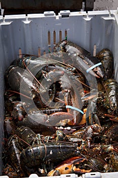 Atlantic Lobster