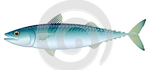 Atlantic Mackerel