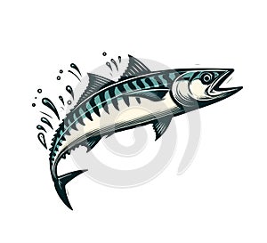 Atlantic Mackerel Fish hand drawn