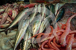 Atlantic mackerel fish on ice in a fish shop