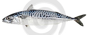 Atlantic mackerel fish isolated on white background
