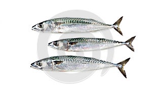 Atlantic mackerel, mackerel isolated