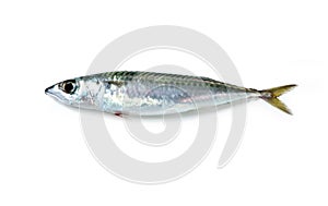 Atlantic mackerel, mackerel isolated