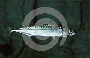 Atlantic Mackerel, scomber scombrus