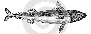 Atlantic mackerel or Scomber scombrus vintage engraving