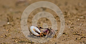 Atlantic marsh fiddler crab photo