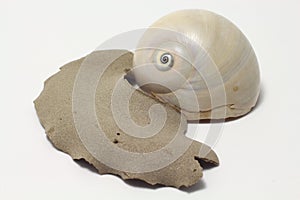 Atlantic moon snail mother and child reunion