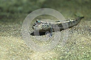 Atlantic mudskipper