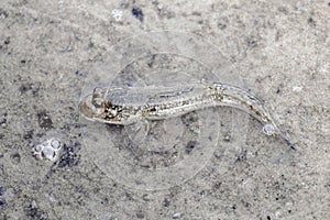 An Atlantic mudskipper, Periophthalmus barbarous, on a mudflat