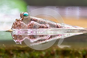 Atlantic mudskipper periophthalmus barbarus