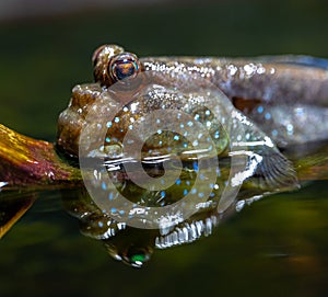 Atlantic Mudskipper in Shallow Water