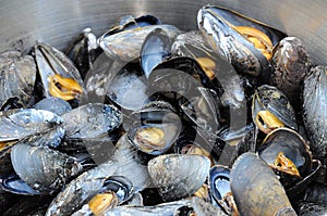 Atlantic Mussels