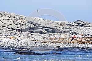 Atlantic Ocean coast near Luderitz town in Namibia