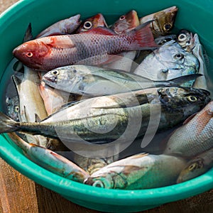 Atlantic ocean fish in bucket